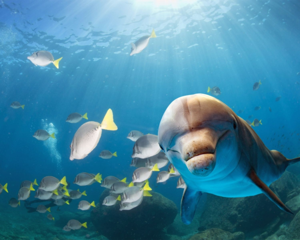 Dolphin Tour