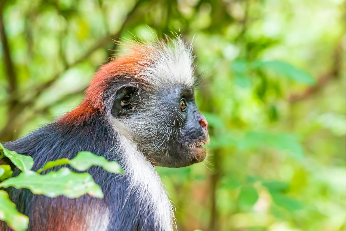 Forestry and Red Colobus Tours – Karibu Zanzibar Car Rental
