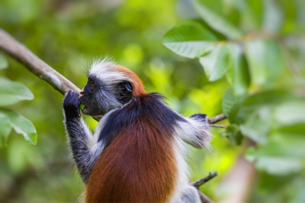 Jozani Forest & Red Colobus Tour